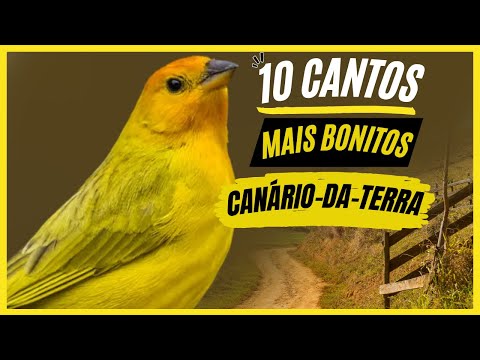 TOP 10: Cantos De "Canário-Da-Terra" MAIS BONITOS e MELHORES!