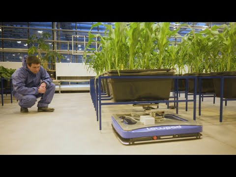 Digital phenotyping: Robots and AI help in the greenhouse | KWS World of Farming