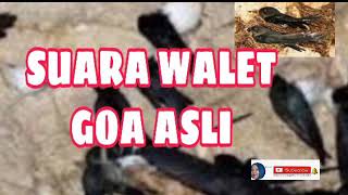 Download lagu SUARA WALET GOA ASLI mp3 Download lagu SUARA WALET GOA ASLI mp3