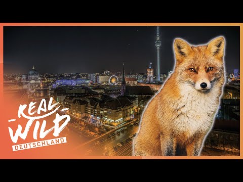 Wilde Tiere in Berlin | Berlins Großstadtdschungel