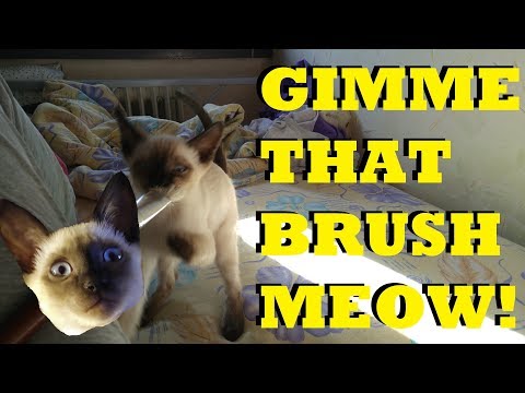 Siamese kitten stealing my brush