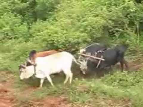 St Joseph Choir Migori -  Vipaji Vyetu (Official Video)