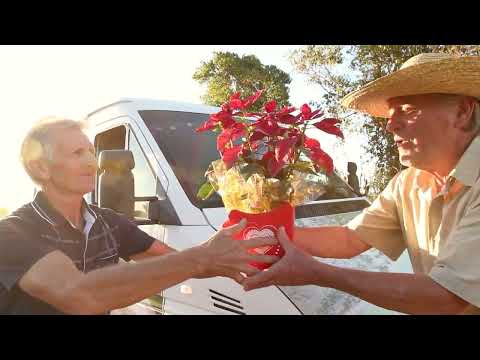 La Verdinela - Quero a Minha Flor