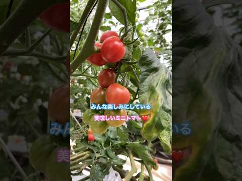 トマトに最適な肥料は何ですか?土壌を豊かにし、成長させるためのおばあちゃんの 7 つのヒント  庭園