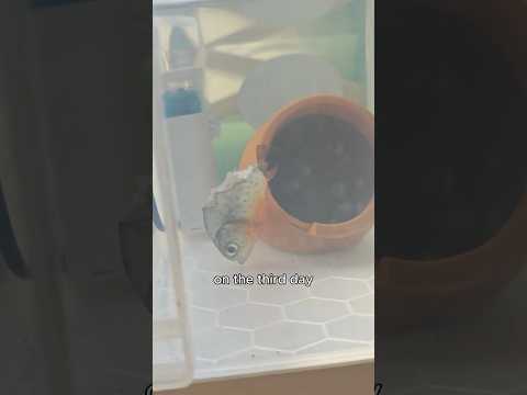 Cannibalism among the same species (not perpetrated by humans)#fish #amazing #magic #shortvideo