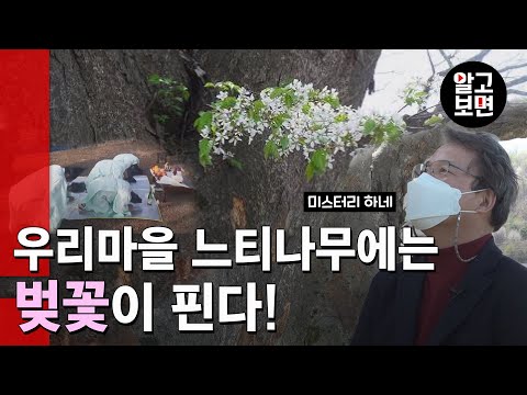 10가지 신기한 식물 보기 – 식물계의 비밀을 파헤쳐보세요!