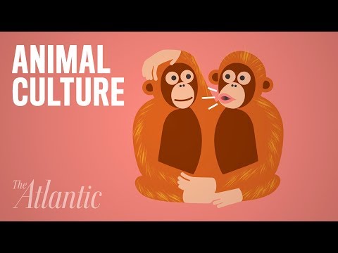 What Explains Bizarre Animal Behavior?