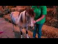 Gracie And Gabbie Ride Horses