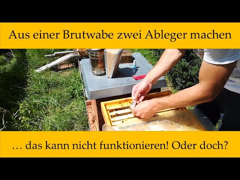 Aus einer Brutwabe zwei Ableger ? Völker & Königinnen vermehren in 4 Schritten mit Sammelbrutableger