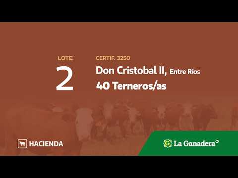 Lote Terneros/as en Don Cristobal 2da