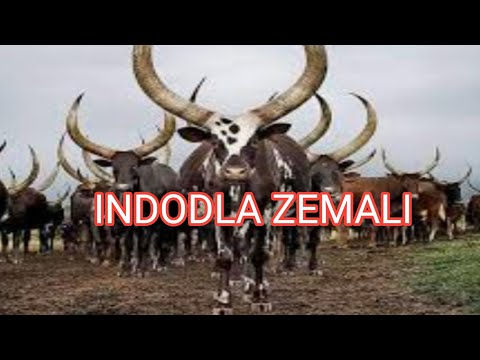 DR MHLONGO 💍📱⌚💸💵💴💶 IMALI IBUZWALA Date 30 September zizwele imfihlo