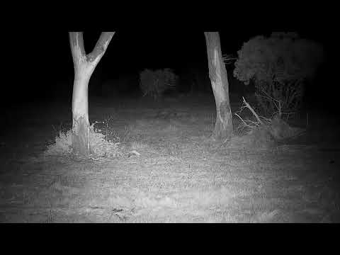 Djuma: Lone Hyena walking around sniffing (apologies for focus at the end) - 03:31 - 09/22/21