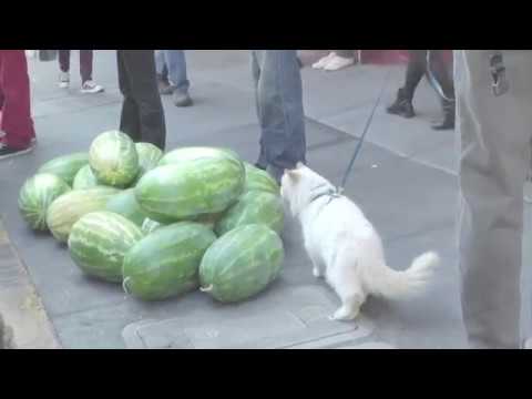 Seeking Watermelons in Chinatown with Eduardo the Leash-Trained Cat