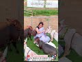 World’s Shortest Nadipathy Cattle, Nadipathy Cattle in Green Fields| #cows #viral