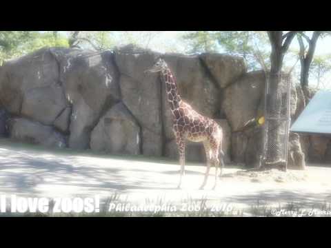 Philadelphia Zoo Giraffe Abigail in Morning Sunlight