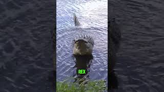 Download lagu Buaya Bisa Mengaum #shorts mp3 Download lagu Buaya Bisa Mengaum #shorts mp3