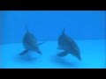 Dolphin Giving Birth Caught On Camera