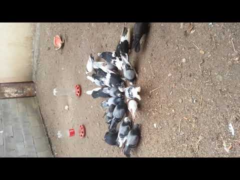 Gollubat e iriqit kumanova