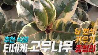 식물 티네케 고무나무 키우기 
