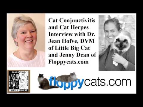 Cat Conjunctivitis and Cat Herpes with Dr Jean Hofve of Little Big Cat - Floppycats