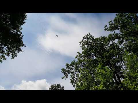 Rabenliedmoment (Siebenbürgen, Rumänien)