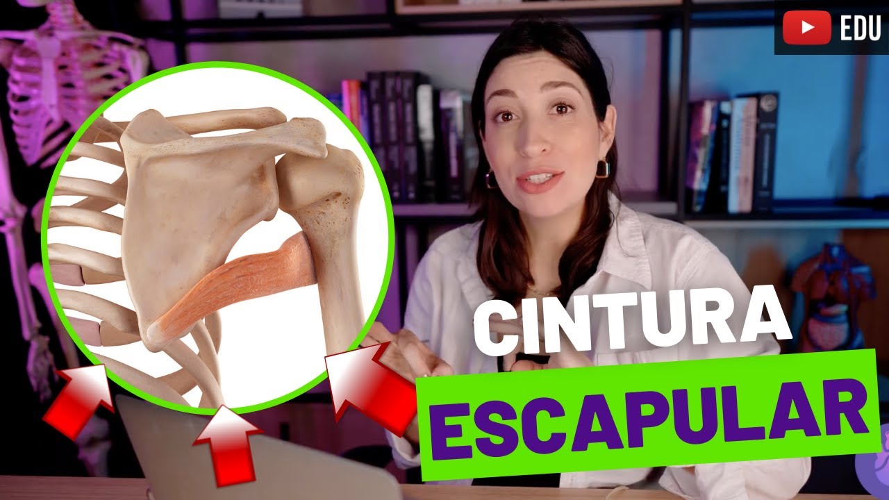 O Que é Cíngulo Anatomia O Que é Cíngulo Anatomia