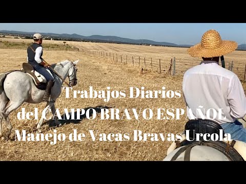 Trabajos Diarios del Campo Bravo Español. Manejo de VACAS BRAVAS URCOLA.