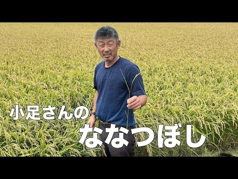 [Comida congelada nacional de alta marca (de temporada)] Las siete estrellas que brillan en Higashi Kagura-cho, los granos de Natsuboshi que brillan con las bendiciones de Daisetsuzan