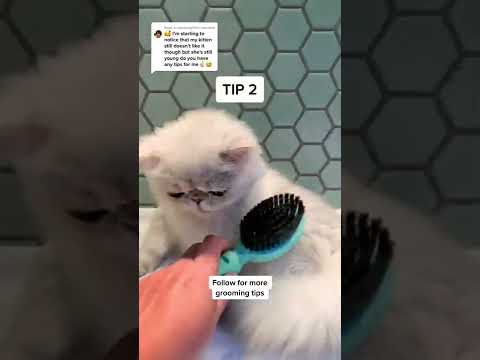 3 Tips for grooming your long haired kitten or cat