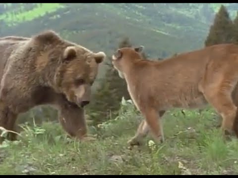 Mountain Lion vs Grizzly Bear Fights