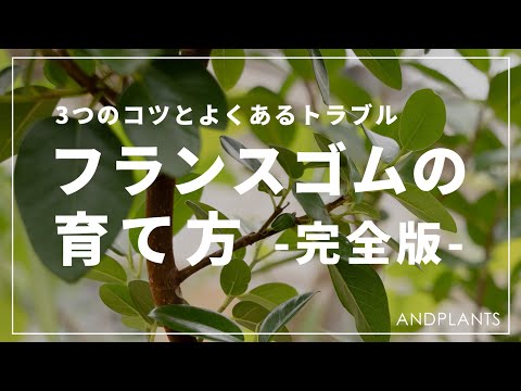 ゴムの木 植物