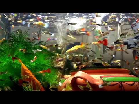 The best way to feed million guppy Guppiesfish in your aquarium tank