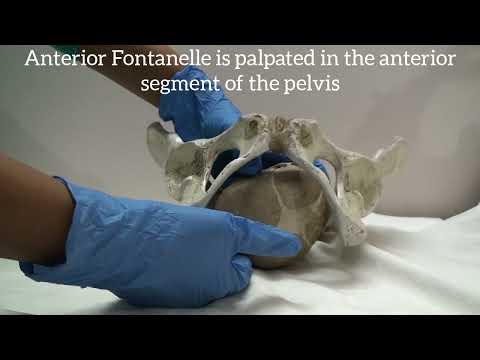 Obstetric Importance of Sutures and Fontanelle - By Love Obstetrics and Gynecology