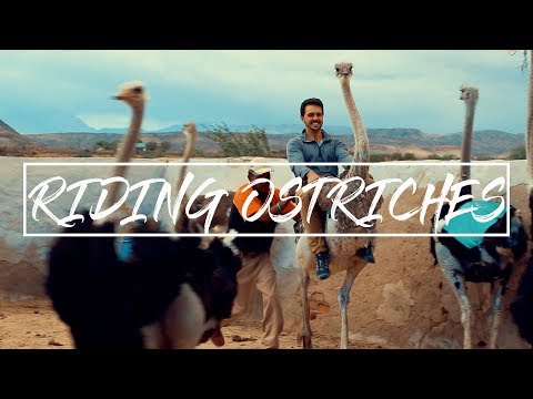 image-Can you ride an ostrich in Oudtshoorn?
