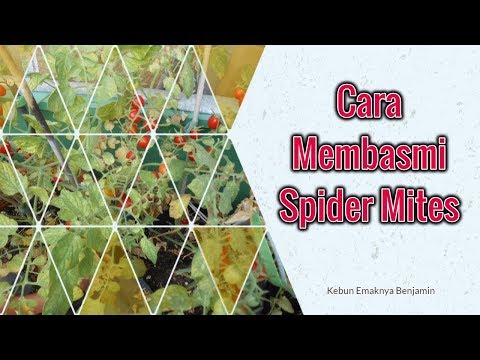 , title : 'Cara Membasmi Tungau Laba laba Spider Mite Pada Tanaman Tomat'