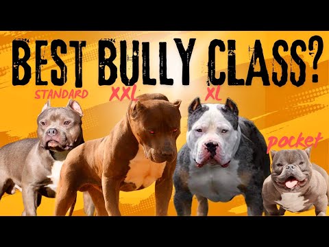 American Bully 101: Which is the best American Bully Class?