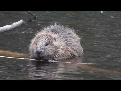 Film Åkerby fåglar och djur 2020 04 05 Med text och musik