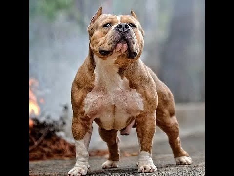 Pit Bull || Most Powerful And Dangerous Dog In World || Highest Jump || Tree And Wall Climbing