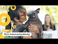 Dit is de lelijkste hond ter wereld