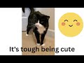 Leon The Tuxedo Cat Says Hi