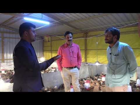 Proper Details about country  chicken shed farm.