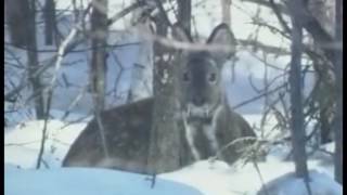 Новости короткой строкой