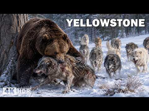 EXTREME YELLOWSTONE