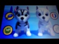 Talking Husky Dog App