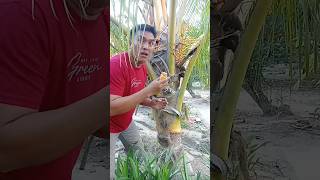 Download lagu Petik kelapa kecil #shortsviral mp3