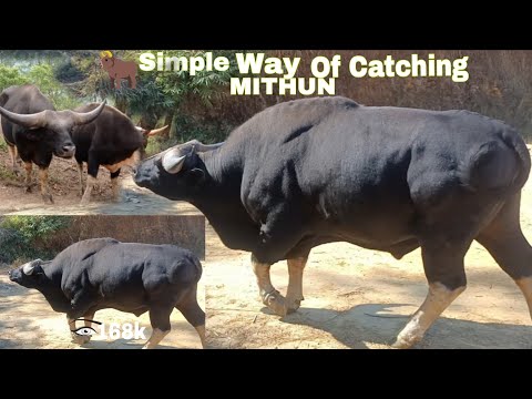 Catching Mithun in simple way | state animal Mithun | korak bommer exploring