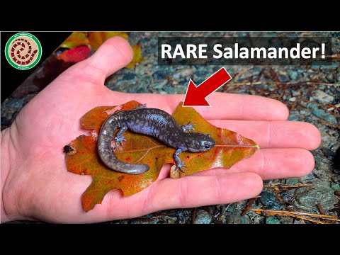 Salamander Hunting in Virginia- Lifer Mabees Salamander, Marbleds and More! Ft. ULO
