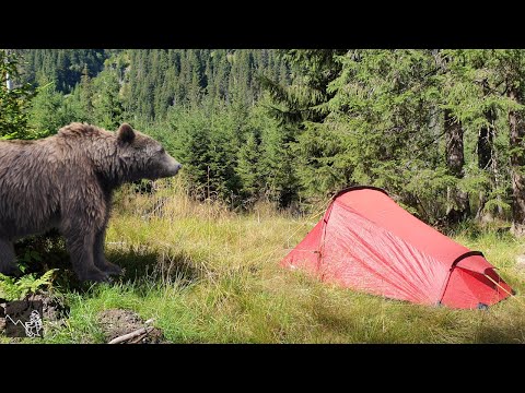 Sátorozás a medvék birodalmában: Erdély, Páring-hegység