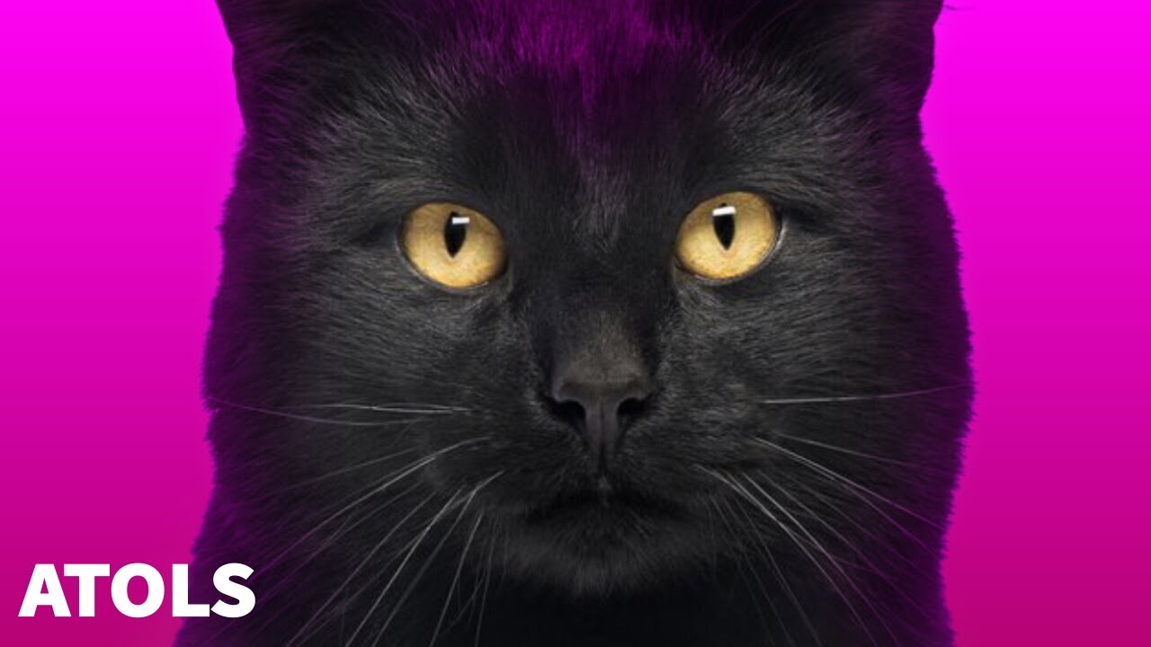 ATOLS - Dance of Reality feat. Hatsune Miku / リアリティーのダンス / 初音ミク