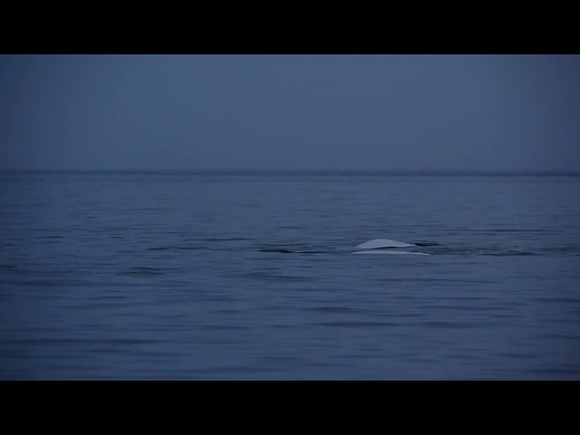 White whales at the Solovetsky Islands